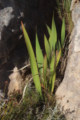Watsonia vanderspuyae