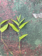 Endodeca serpentaria