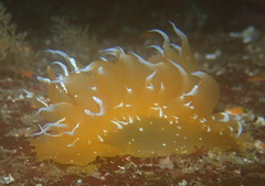 Dirona pellucida