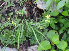 Sisyrinchium angustissimum