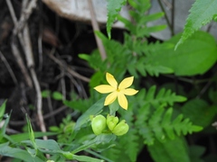 Sisyrinchium angustissimum
