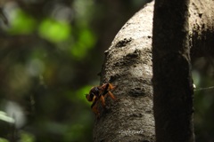 Pogonosoma maroccanum