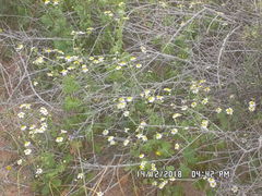 Amauria brandegeeana