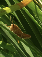 Schistocerca nitens