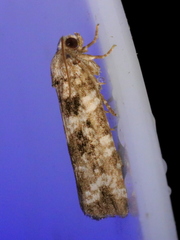 Pandemis borealis