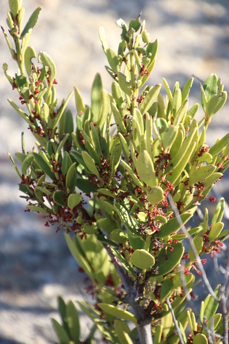 Mountain saffron (Cassine parvifolia)