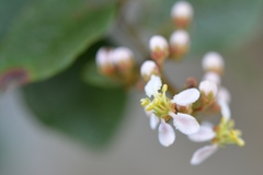 Heteropterys brachiata