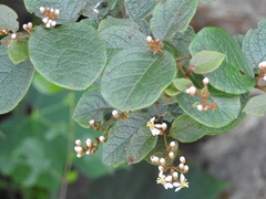 Heteropterys brachiata