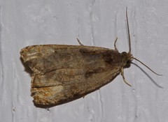 Olethreutes malana