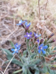 Anchusa azurea