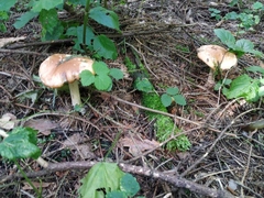 Leucocortinarius bulbiger