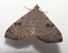 Nychioptera noctuidalis