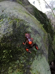 Oophaga histrionica