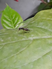 Cardiacephala guttata