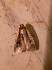Ochropleura