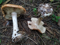 Leucocortinarius bulbiger