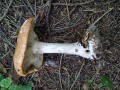 Leucocortinarius bulbiger