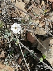 Acleisanthes