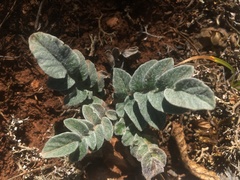 Psephellus declinatus