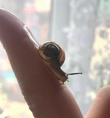 Fruticicola fruticum