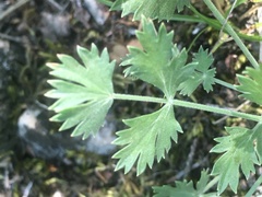 Pimpinella