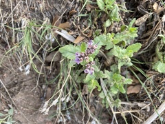 Phacelia pinkavae