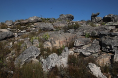Watsonia vanderspuyae