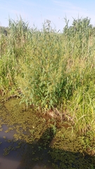 Amaranthus australis