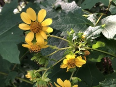 Smallanthus uvedalia