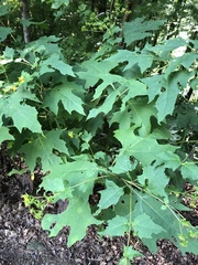 Smallanthus uvedalia