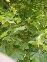 Platanus