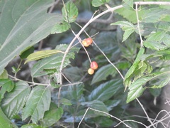 Sageretia elegans