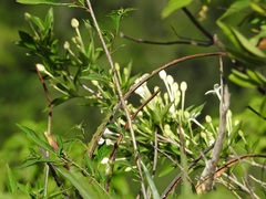 Bouvardia longiflora