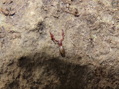 Neobisiidae