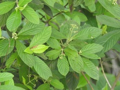 Psychotria erythrocarpa