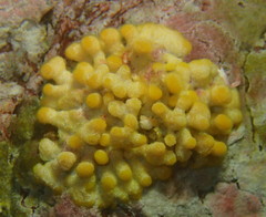 Heteropora pacifica
