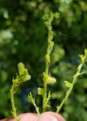Rhopalomyia anthophila