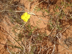 Calylophus