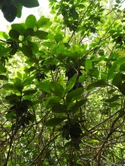 Eremogeton grandiflorus