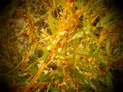 Cuscuta cephalanthi