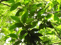 Eremogeton grandiflorus