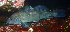 Kelp Greenling photo 2