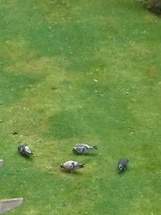 Columba livia domestica