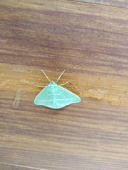 Thetidia smaragdaria