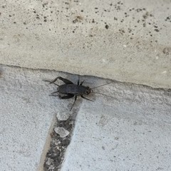 Modicogryllus frontalis