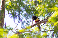 Pteroglossus aracari