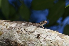 Anolis loysiana