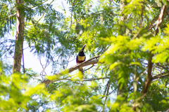 Pteroglossus aracari