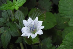 Geranium versicolor