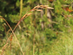 Bromus marginatus